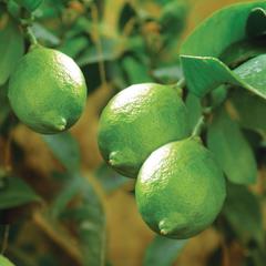 Bearss lime tree