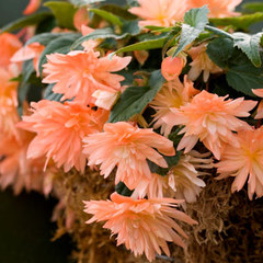 Begonia bellagio apricot