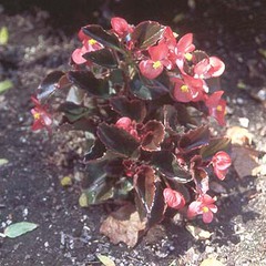 Begonia semperflorens