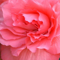 Begonia x tuberhybrida