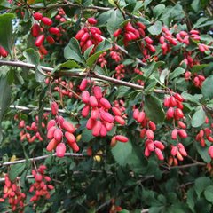 Berberis