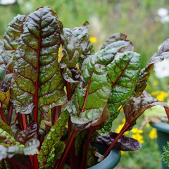 Beta vulgaris subsp cicla