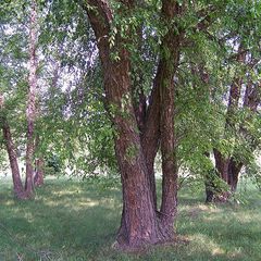 Betula nigra