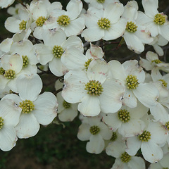 Betula pendula youngii