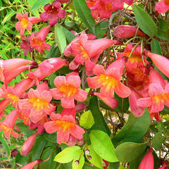 Bignonia capreolata lutea