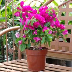 Bougainvillea