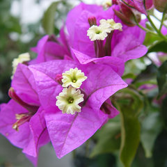 Bougainvillea glabra