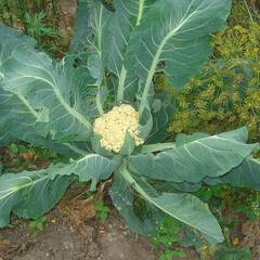 Brassica oleracea