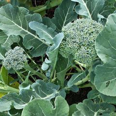 Brassica oleracea (italica group) de cicco