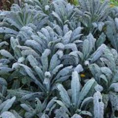 Brassica oleracea blue lacinato