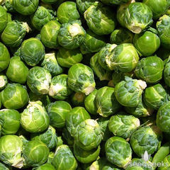 Brassica oleracea catskill