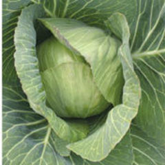 Brassica oleracea invento