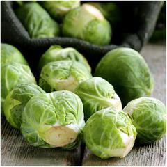 Brassica oleracea long island improved