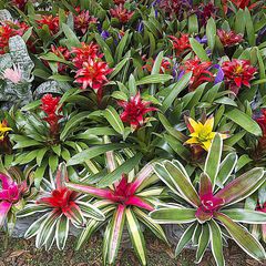 Bromeliads