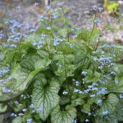 Brunnera macrophylla jack frost