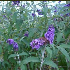 Buddleia davidii nanho purple