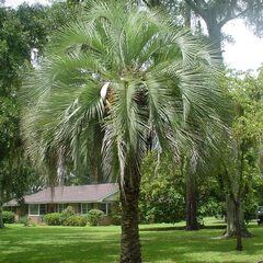 Butia capitata