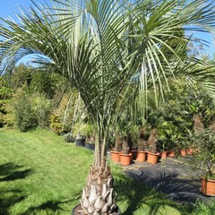 Butia yatay