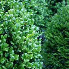 Buxus