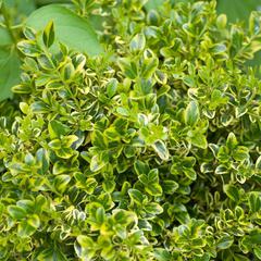 Buxus michrophylla var koreana