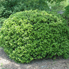 Buxus microphylla var japonica