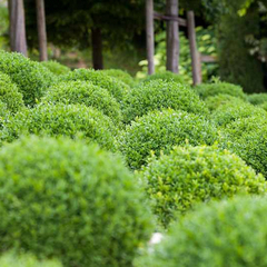 Buxus sempervirens suffruticosa