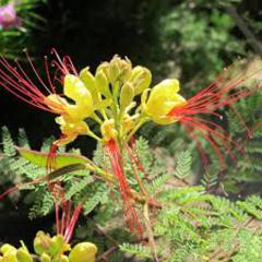 Caesalpinia gilliesii