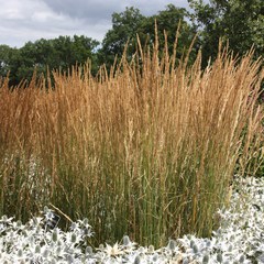 Calamagrostis acutiflora