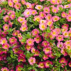 Calibrachoa hybrid