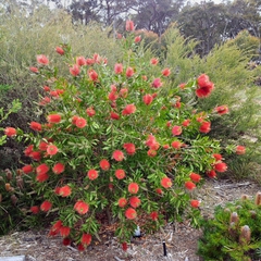 Callistemon