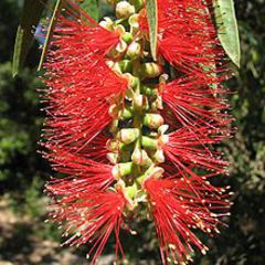 Callistemon citrinus