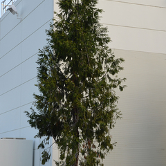 Calocedrus decurrens