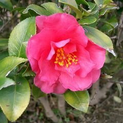 Camellia hiemalis