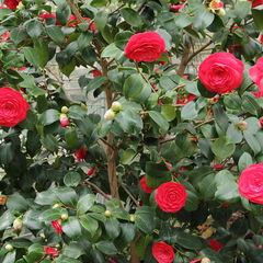 Camellia japonica