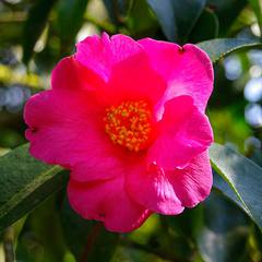Camellia reticulata
