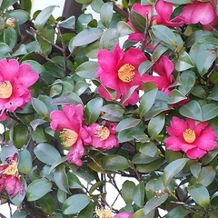 Camellia sasanqua