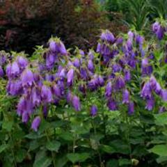 Campanula sarastro