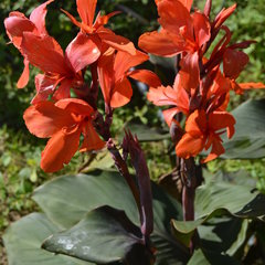 Canna indica