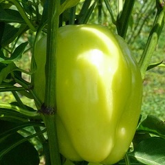 Capsicum annuum blushing beauty