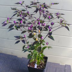 Capsicum annuum bolivian rainbow