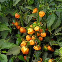 Capsicum annuum habanero