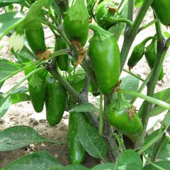 Capsicum annuum mucho nacho