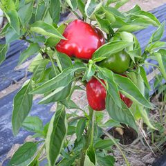 Capsicum annuum pimento red ruffled