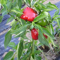 Capsicum annuum pimento red ruffled