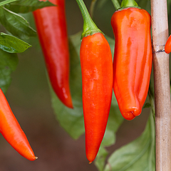 Capsicum annuum serrano