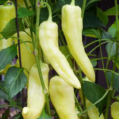 Capsicum annuum sweet banana