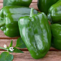 Capsicum annuum sweet green bell