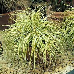 Carex oshimensis