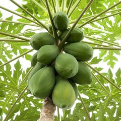 Carica papaya