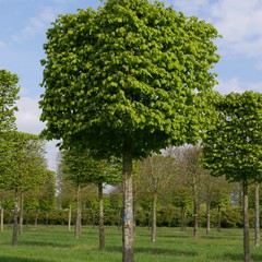 Carpinus betulus